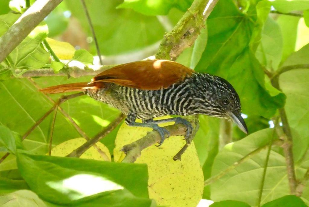 Pousada Mangue Seco Itaunas  Esterno foto